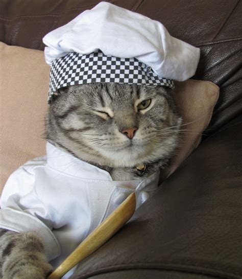Foodie cat. Things To Know About Foodie cat. 